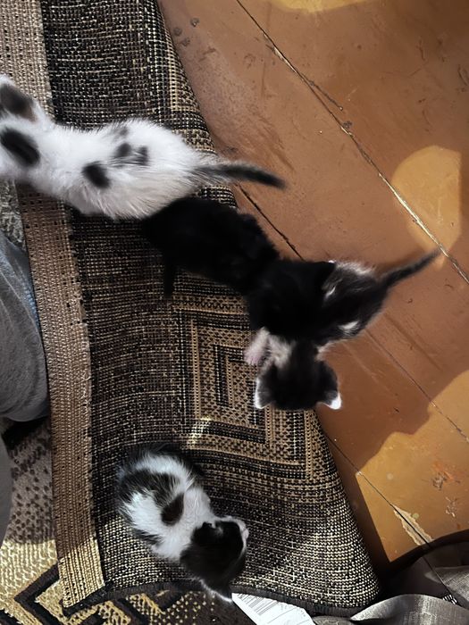 Котята бесплатно