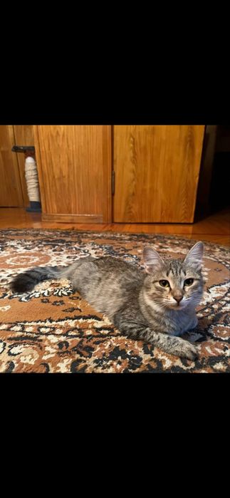 Отдаю кошек в хороше руки