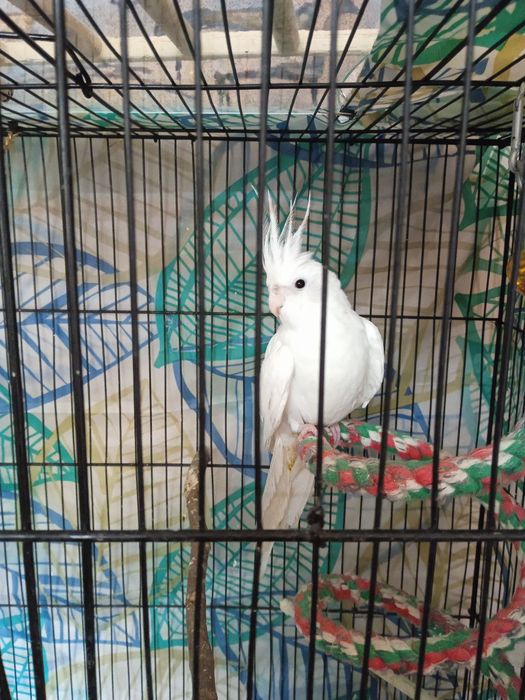 Пара дубайских Корелл