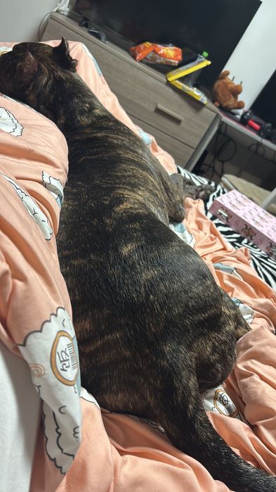 Donez Câine metis Cane Corso