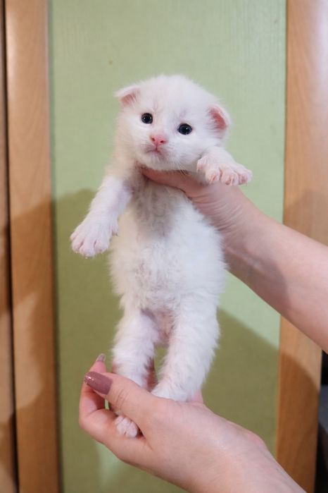 Котята породы Мейн Кун