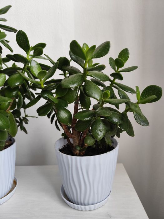 Денежное дерево (крассула или толстянка