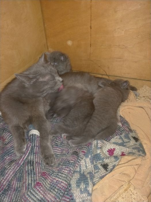 Отдам милых котят в добрые руки.