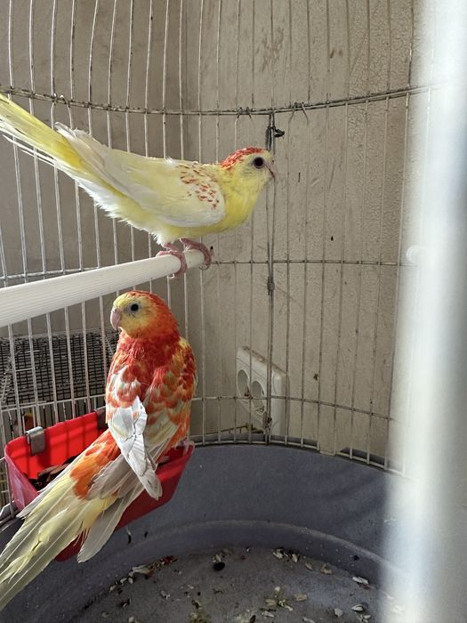 Pevchi rubin zrosliy para nar aranjiviy 2 yillik birga ishlagan qush