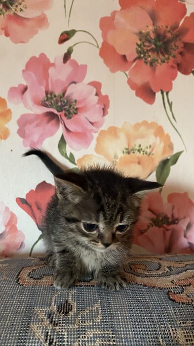 Котята в доброе руки