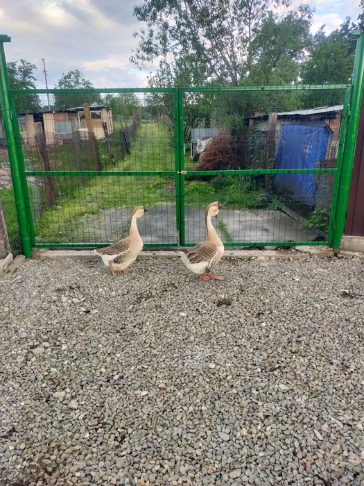 Vând ouă gâscă leșească