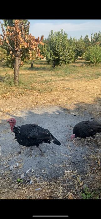 Куркалар , курк булган. Курка + 8та жужаси билан