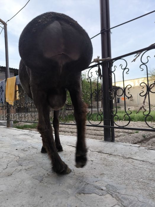 Qizil kashtan qochqor sotiladi