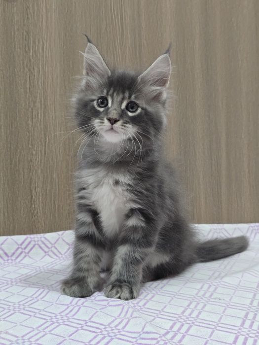 Мейн-кун мальчик