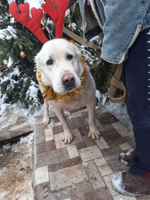 ПорОдиСтыЕ и Дворянины разных возрастов и окрасов