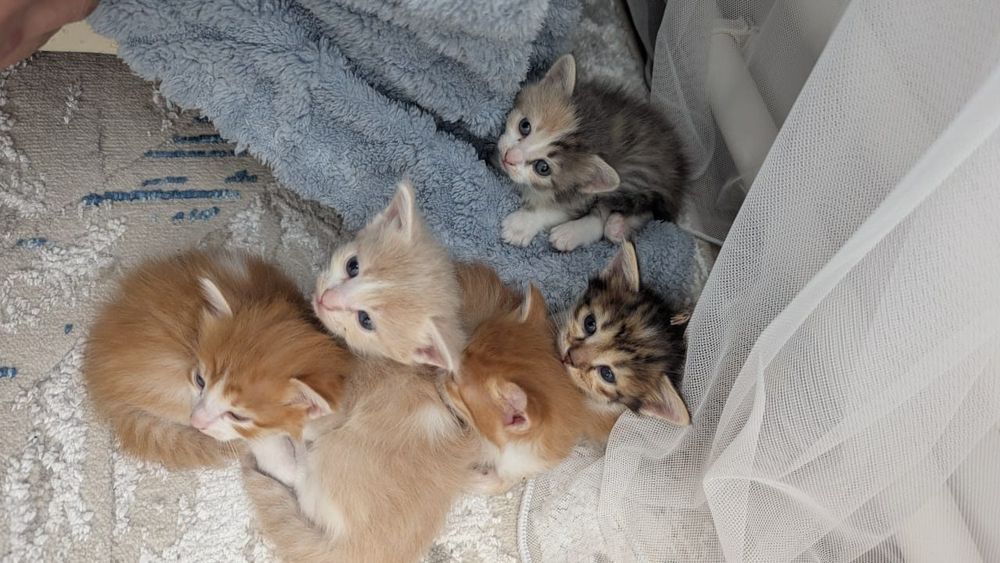 Отдам милых котят в добрые руки