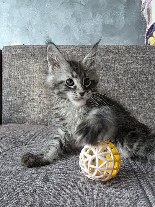 Котята. Мейн кун. Крупные