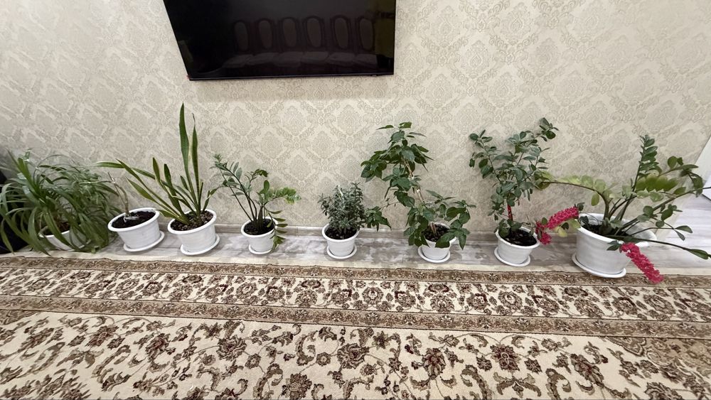 Домашнее растение
