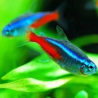 Тетра неоны голубые