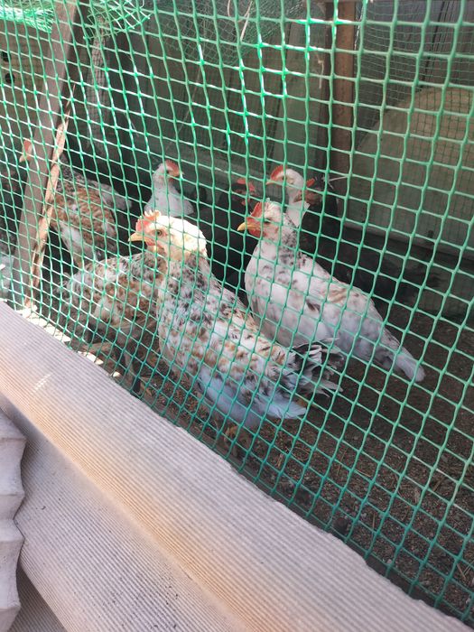 Продам цыплят домашних суточных, несушки.