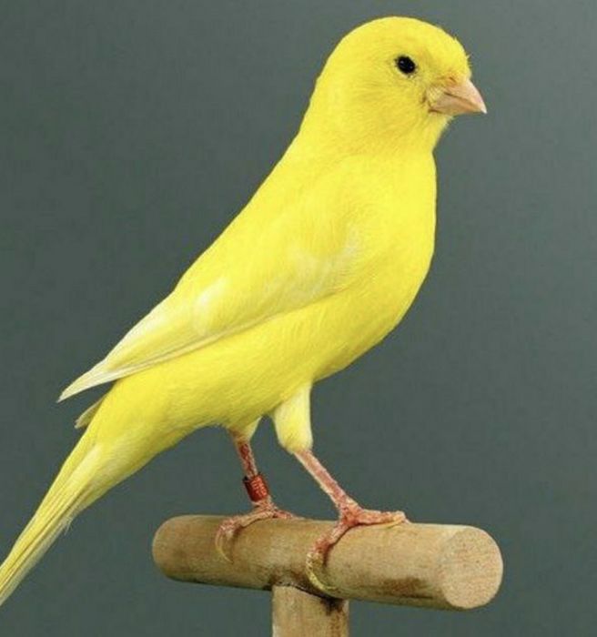 Кенар овсяночного напева конкурсной песни