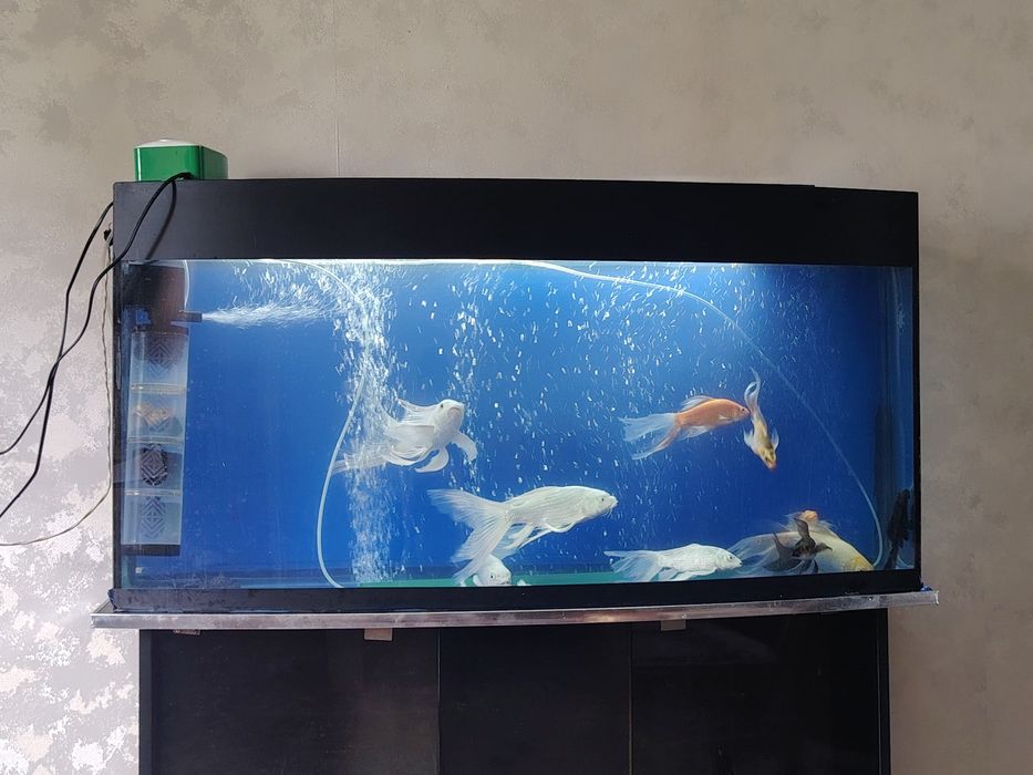 Akvarium Аквариум Рыбы комплект