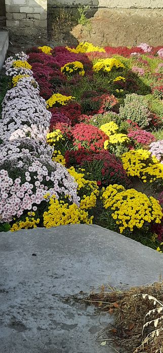 Arzon narxda xrizantema guli sotiladi 15 000 dan