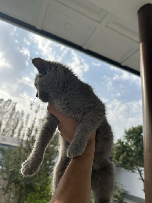 кошка : скоти страйт