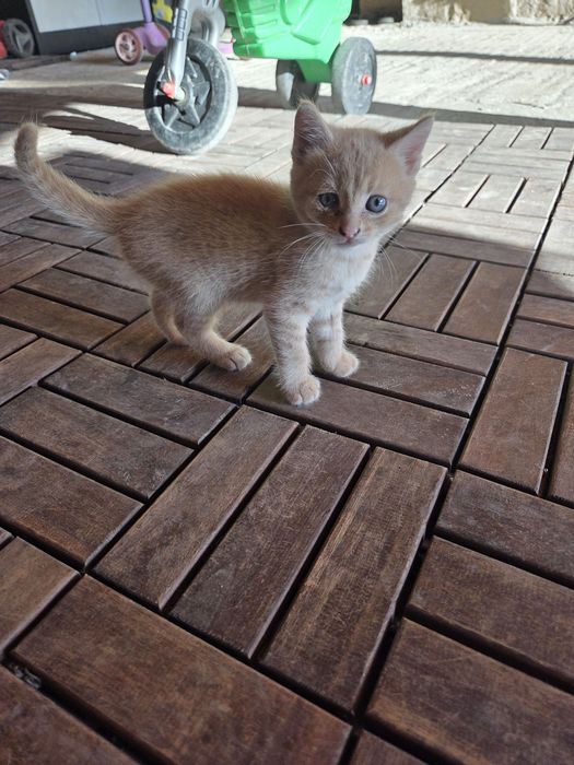 Подаряват се котенца