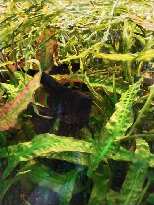 Продам рыбок скалярий