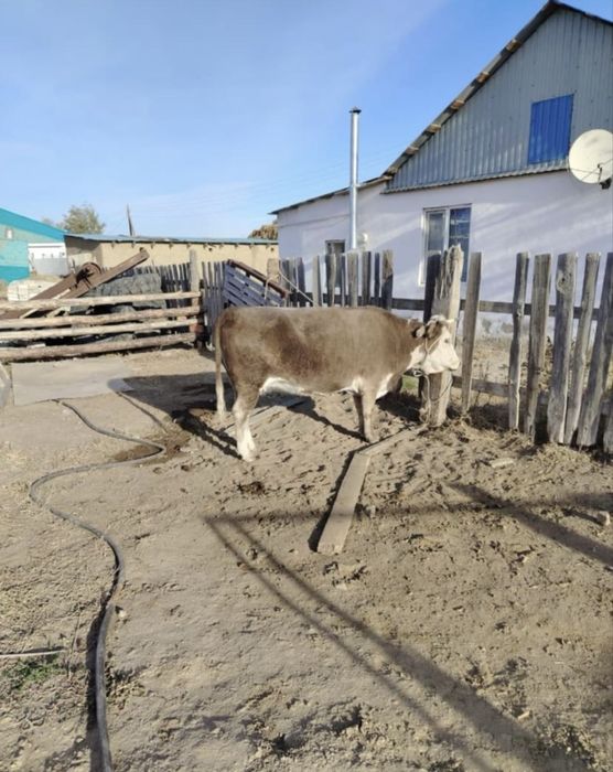 Сиыр жіліктеніп сатылады