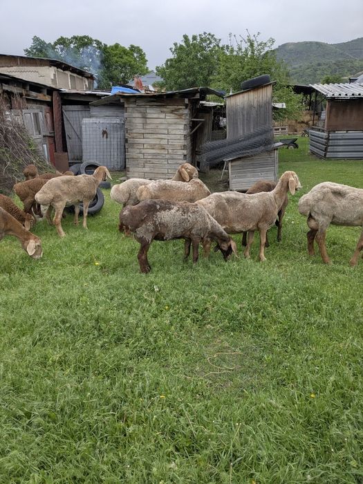 Арашан матки с ягнятами