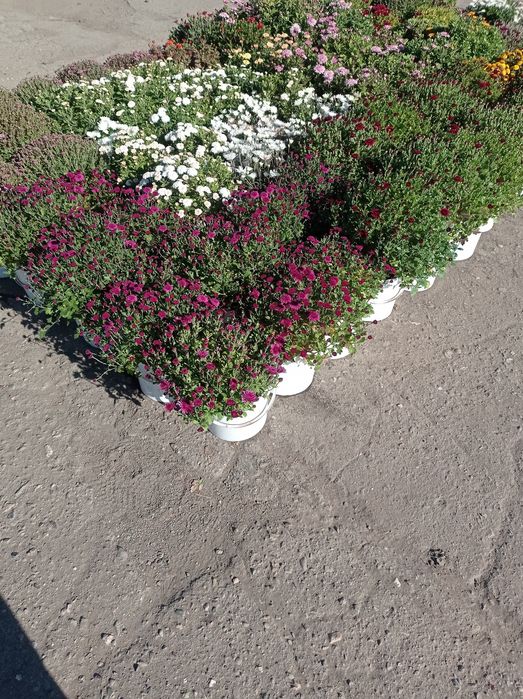 Распродажа Хризантема, хризантемы мультифлора