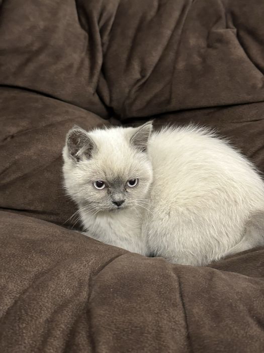 скотиш страйт 4 ойли тоза кон