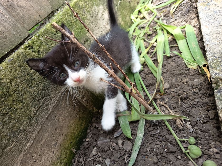 Ofer spre adopție