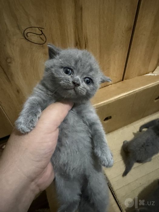 Зоттор мушуклар 100% гарантия