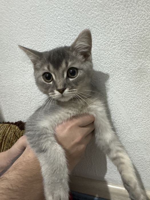 Британска шиншила