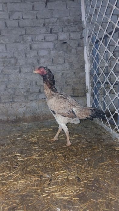 Dakang makyon sotiladi