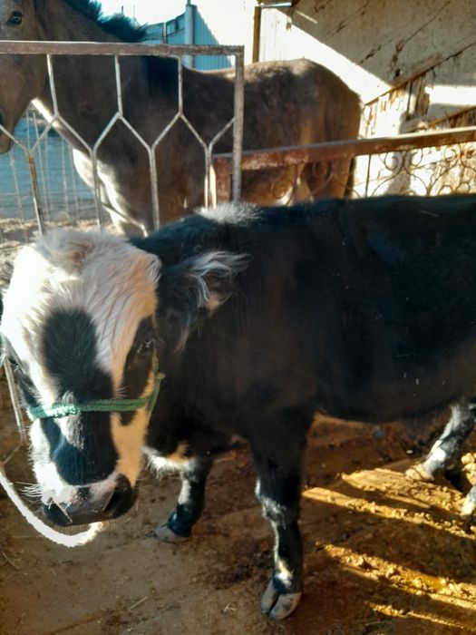 Семіз баспақ сатылады.