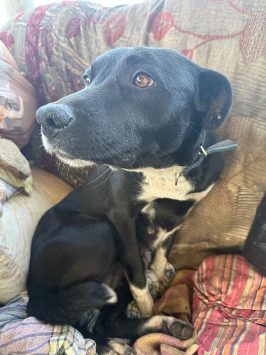 Щенки в добрые руки