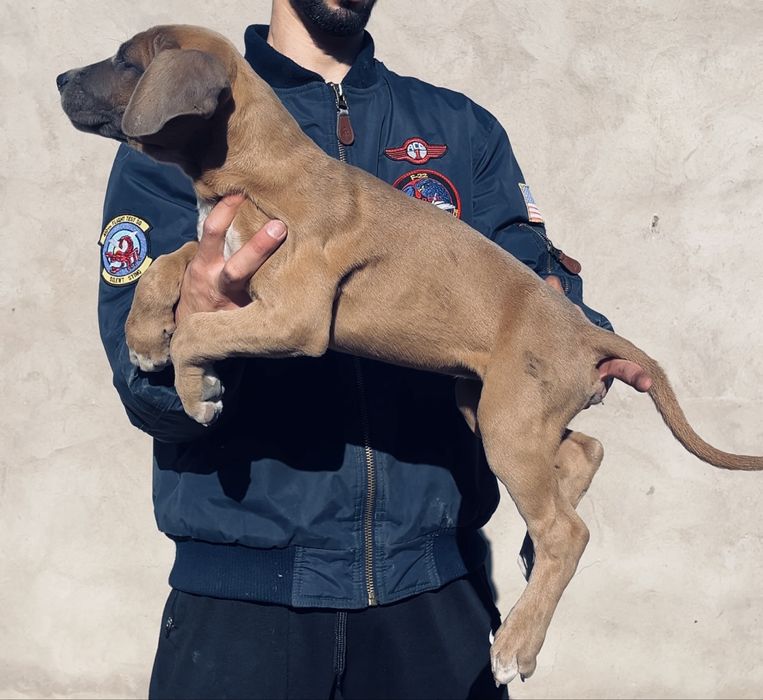 Щенки бутбуля XXl  Мерел