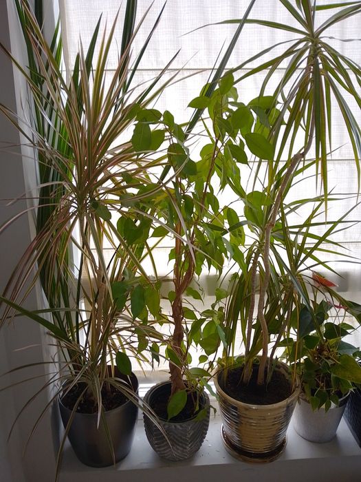 Пет броя цветя: 2  драцени, 2 бенджамина и антуриум