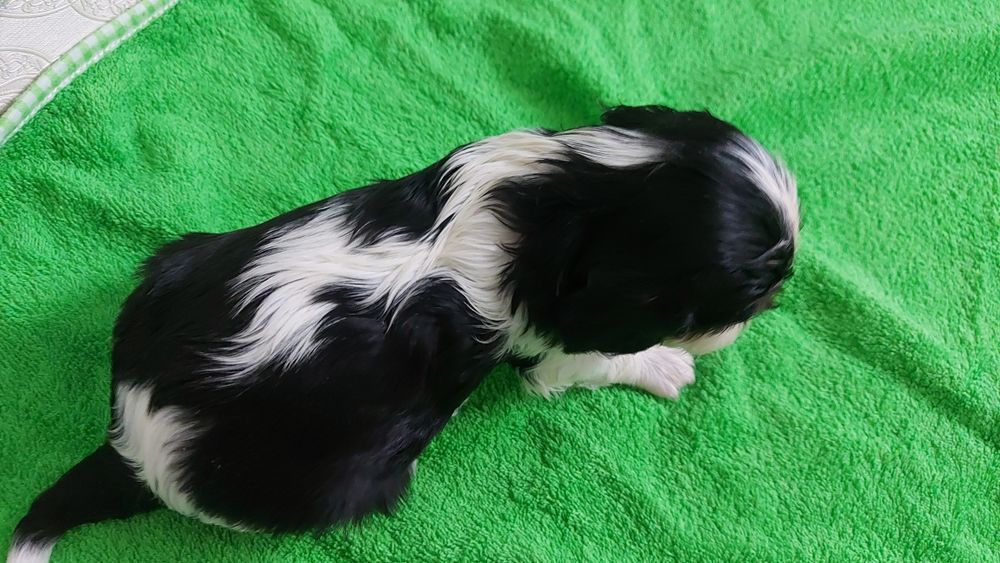 Шикарные щенки Кавалер Кинг Чарльз Спаниель