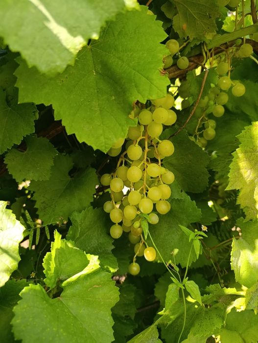 Продам дачу в саду "Клён"