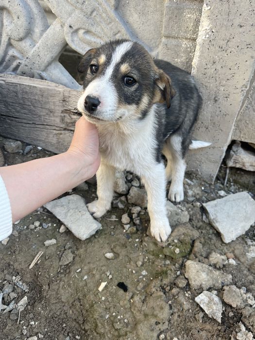 Отдам щенка в добрые руки.