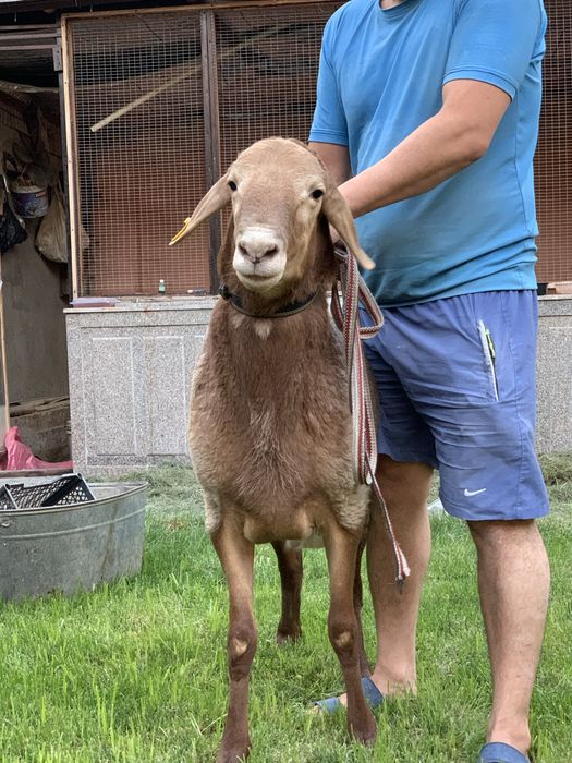 Qoy. Киргиз Арашан кочикори Зотга