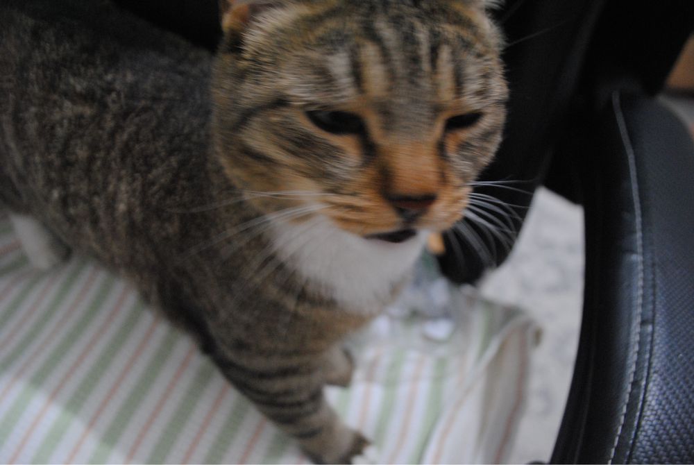 кошка полторы года