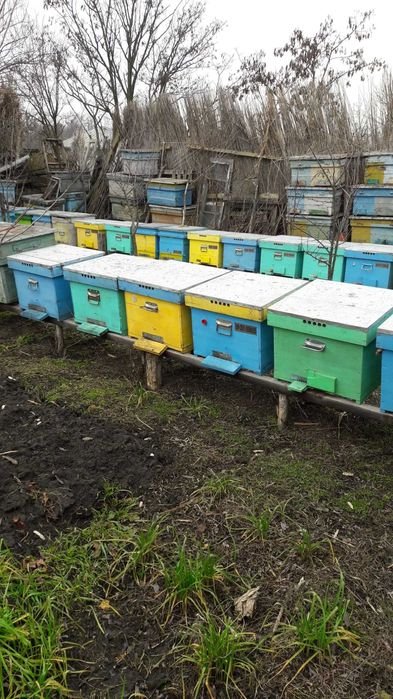 Vand miere de albine si stupi,in conditii excelente.