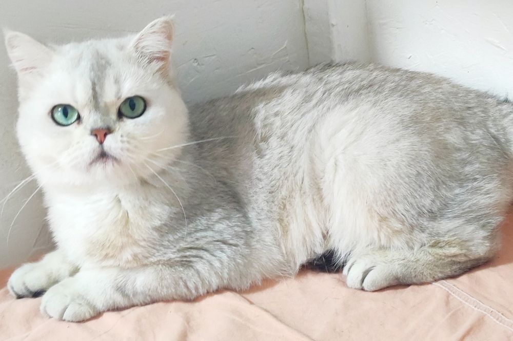 Кошечка БриТансКая приучена к лоточку и когтеточке