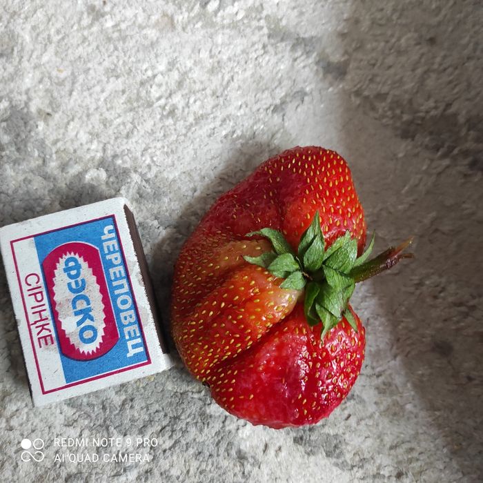 Саженцы клубники