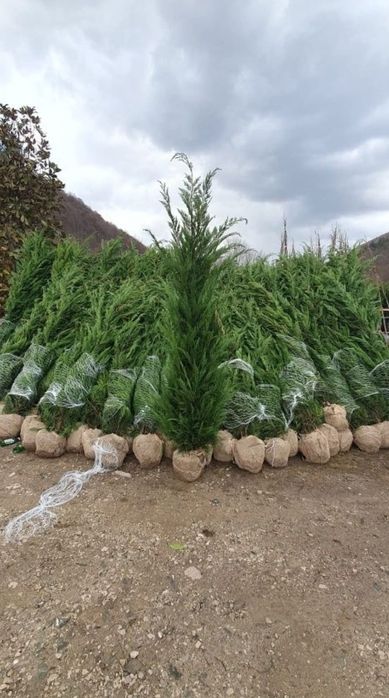 Leylandii chiparos 3m