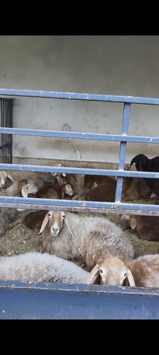 Арашан саулыктар сатылады