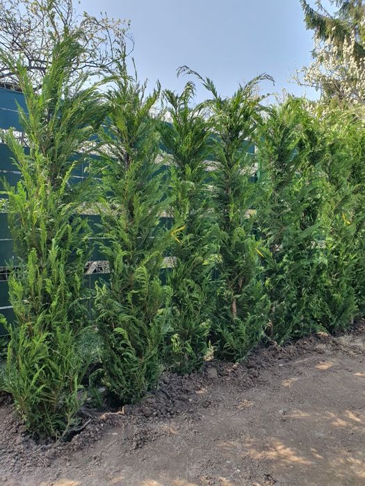 Tuia leylandii inaltime 2.50m 2.80m