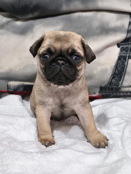 Очаровательный мопсик