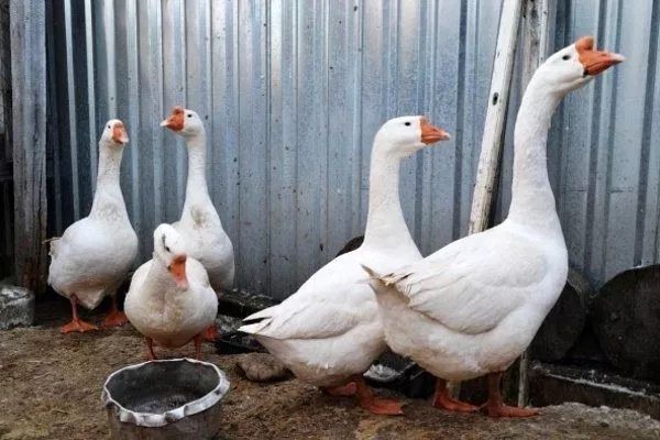 Продаются гусиные яйца для инкубатора породы Линда